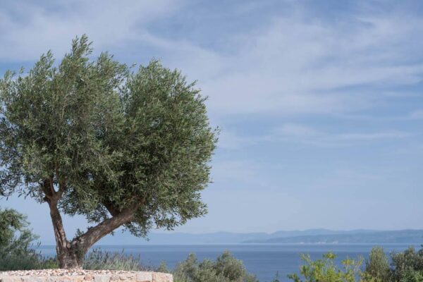 elimnionresort ktima gamou viles gamos evia 13